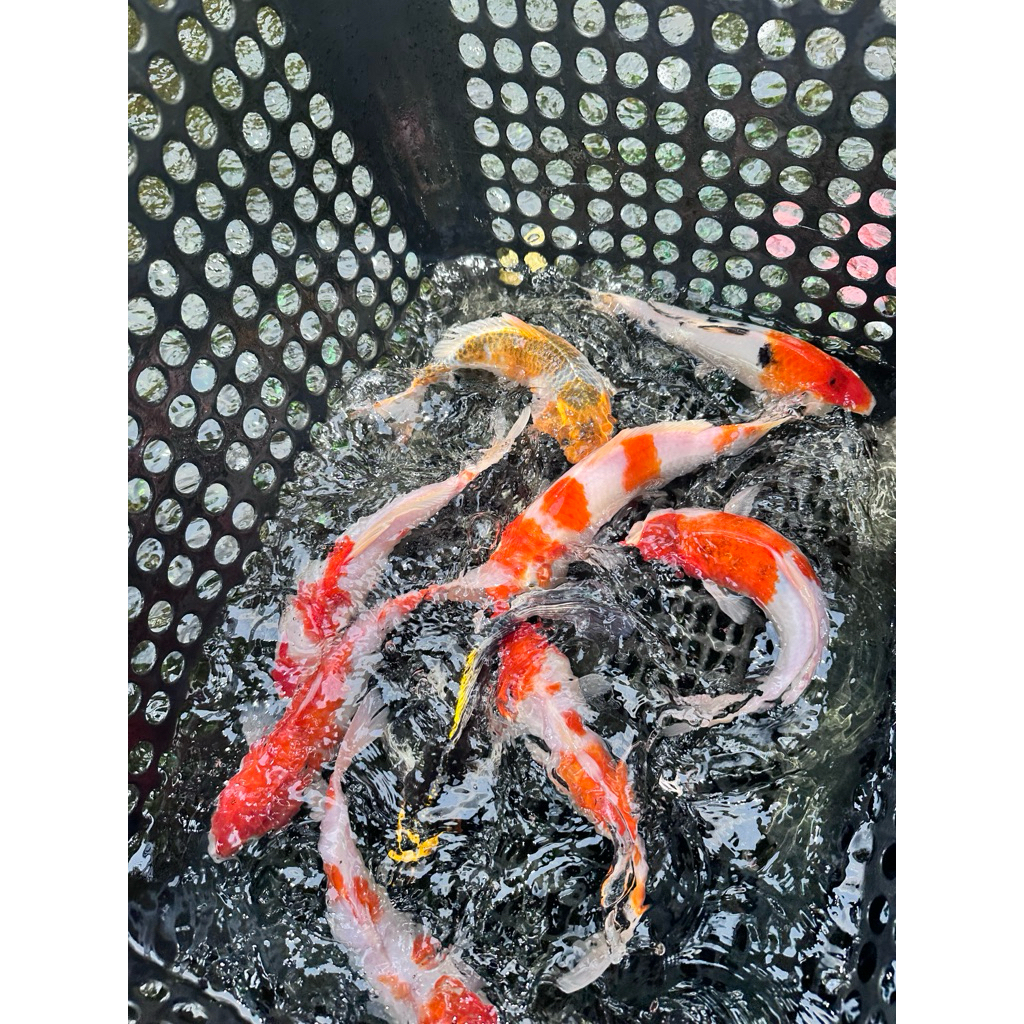 ikan koi 20-30cm warna cerah - Kohaku, Sanke, Shiro, Showa, Warna Acak