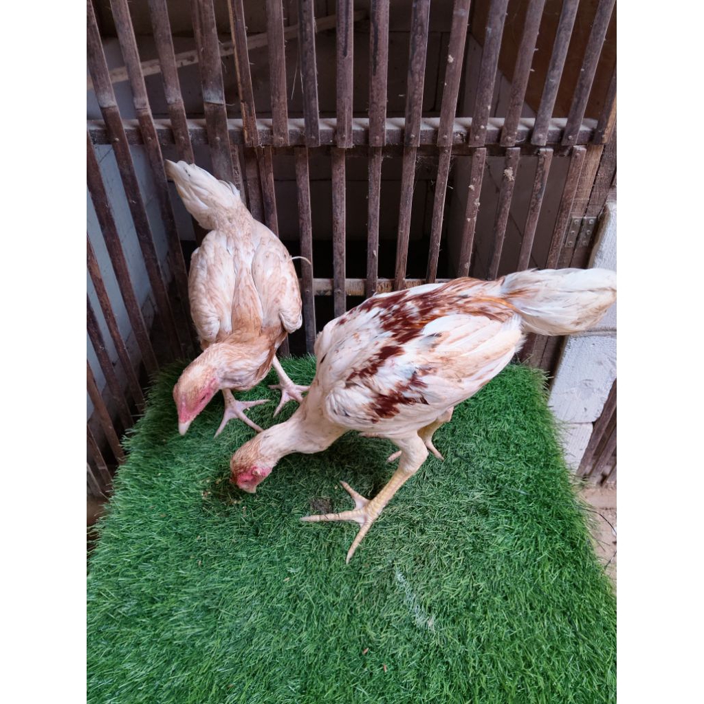 Sepasang Plucker 3Bulan