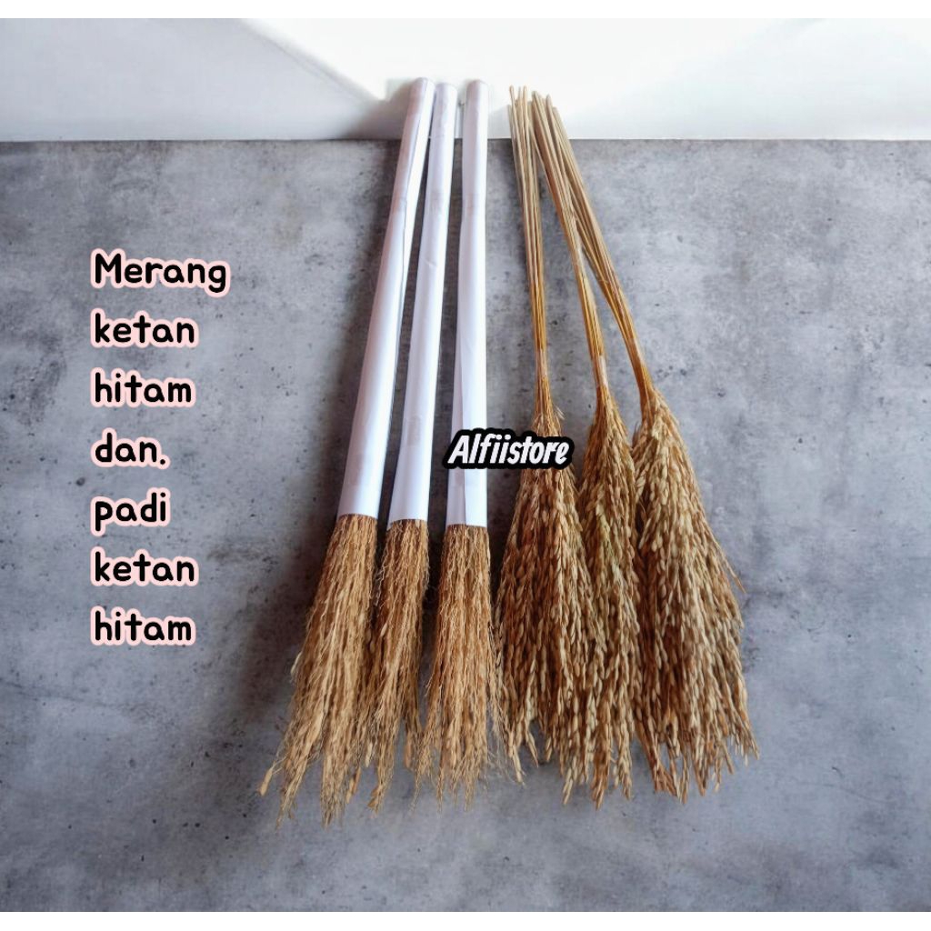 padi ketan hitam ,merang ketan hitam