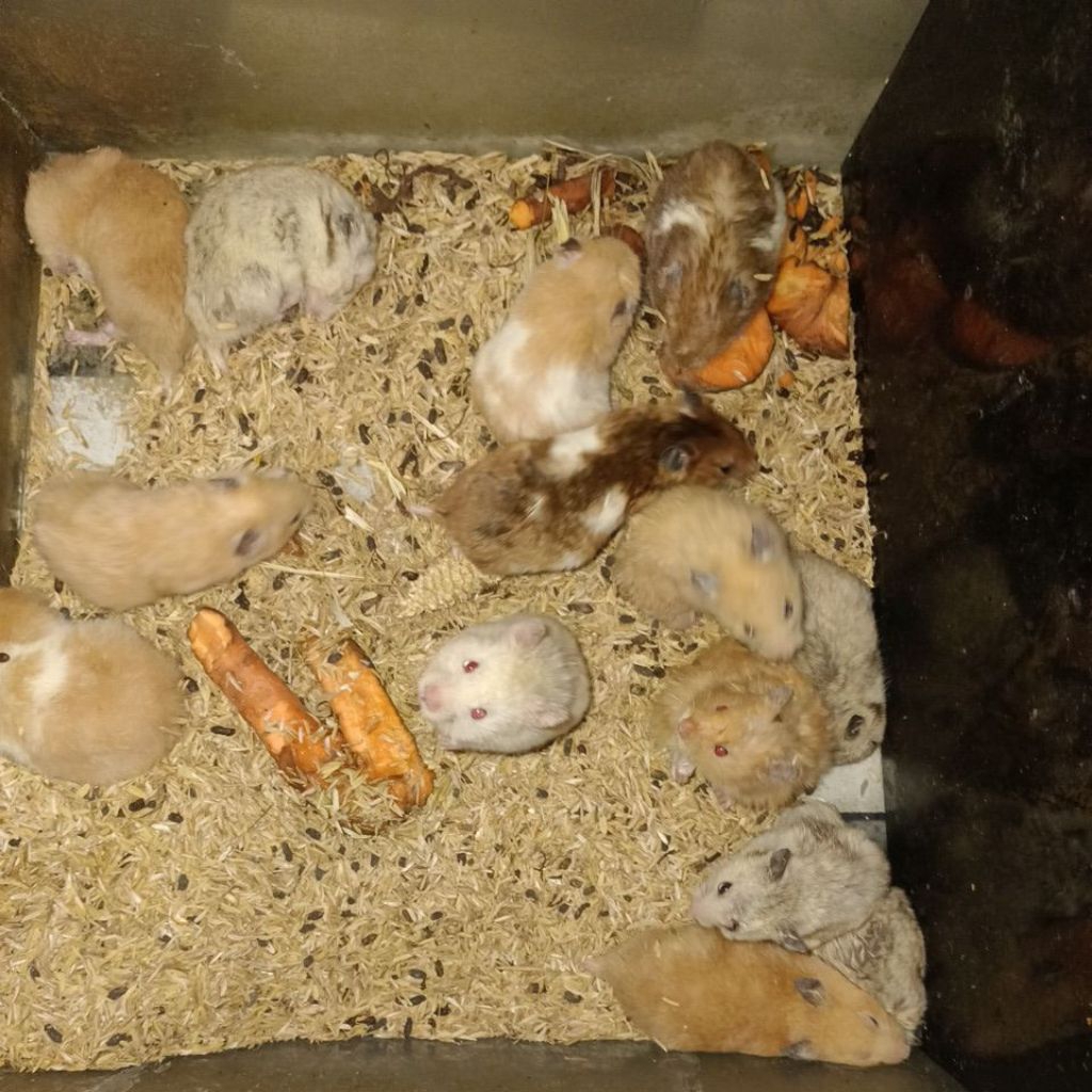 Hamster syrian Indukan