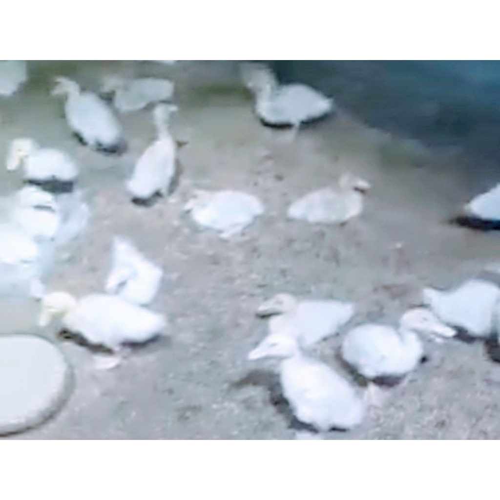 anak Bebek peking petelur/usia 15hari