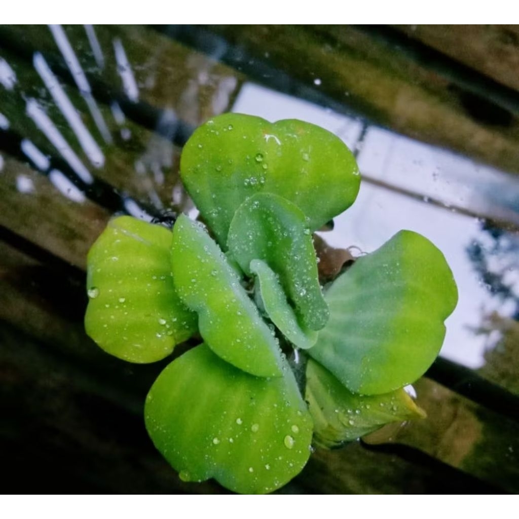 Tanaman Air Apu-Apu - Menyerap Racun, Menetralkan Air, Perlindungan Ikan tempat ikan bertelur