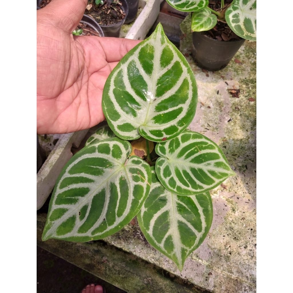 Anthurium Dorayaki Mangkok