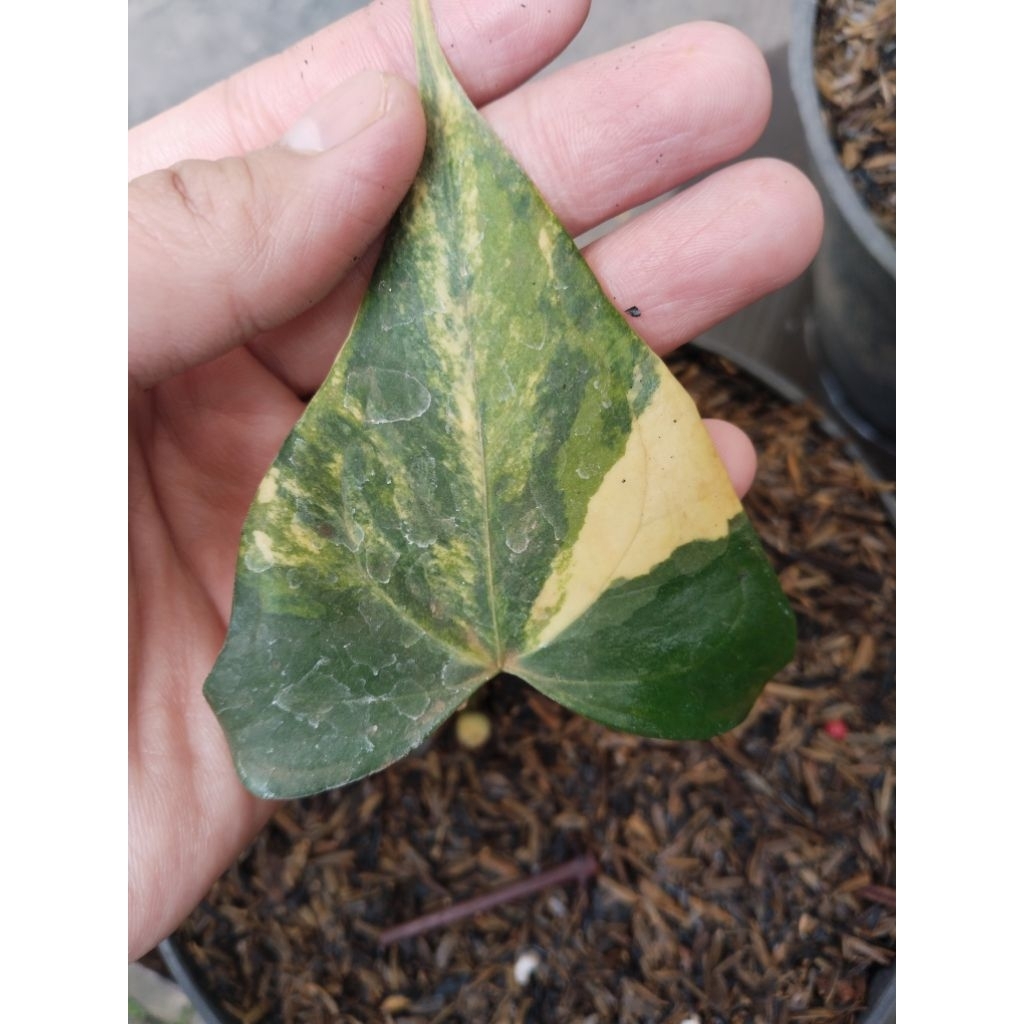 anthurium pteroductyl varigata bonggol