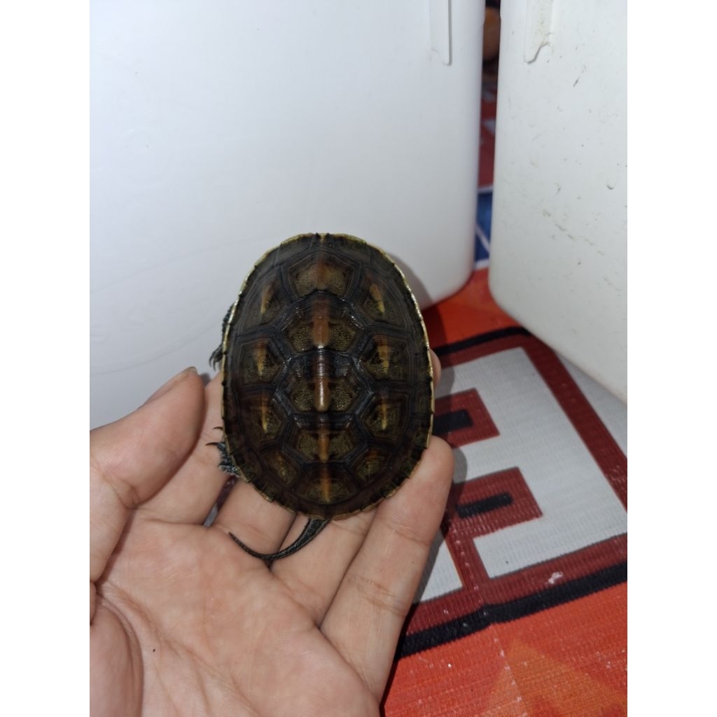 mainan kura kura ocadia ukuran ±7cm