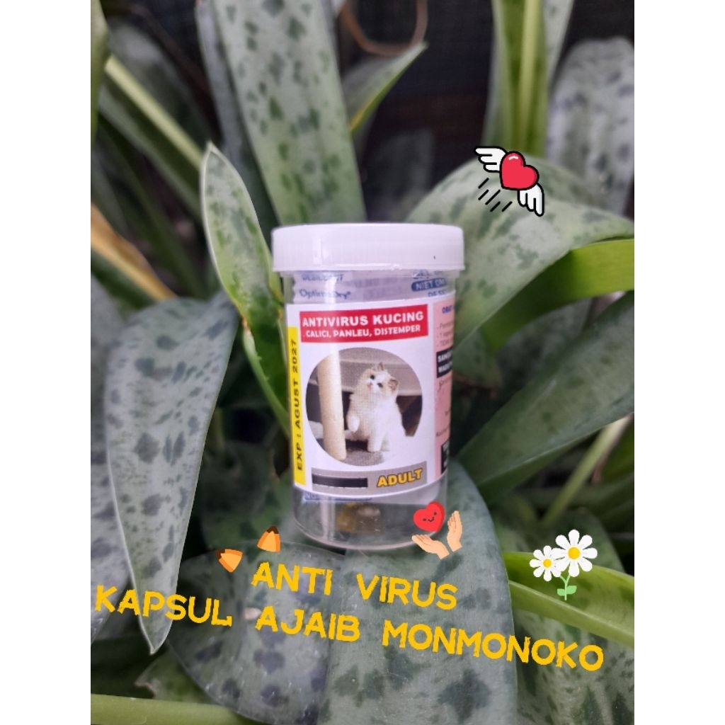 anti virus kapsul ajaib monmonoko/segala virus kucing