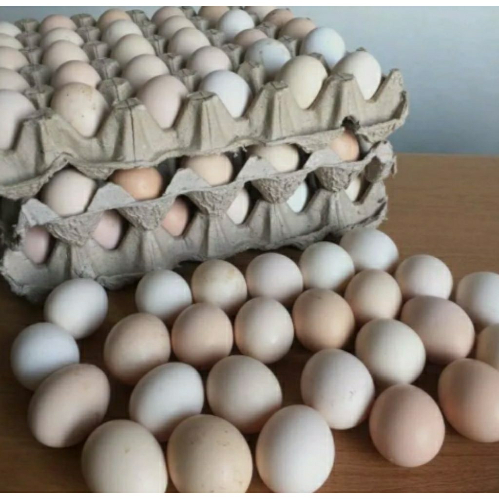 Telur Fertil(Telur Tetas) Ayam Kampung Pedaging & Petelur,,Jenis : *MARDI * SENGKUNI *MERAWANG *BLAC
