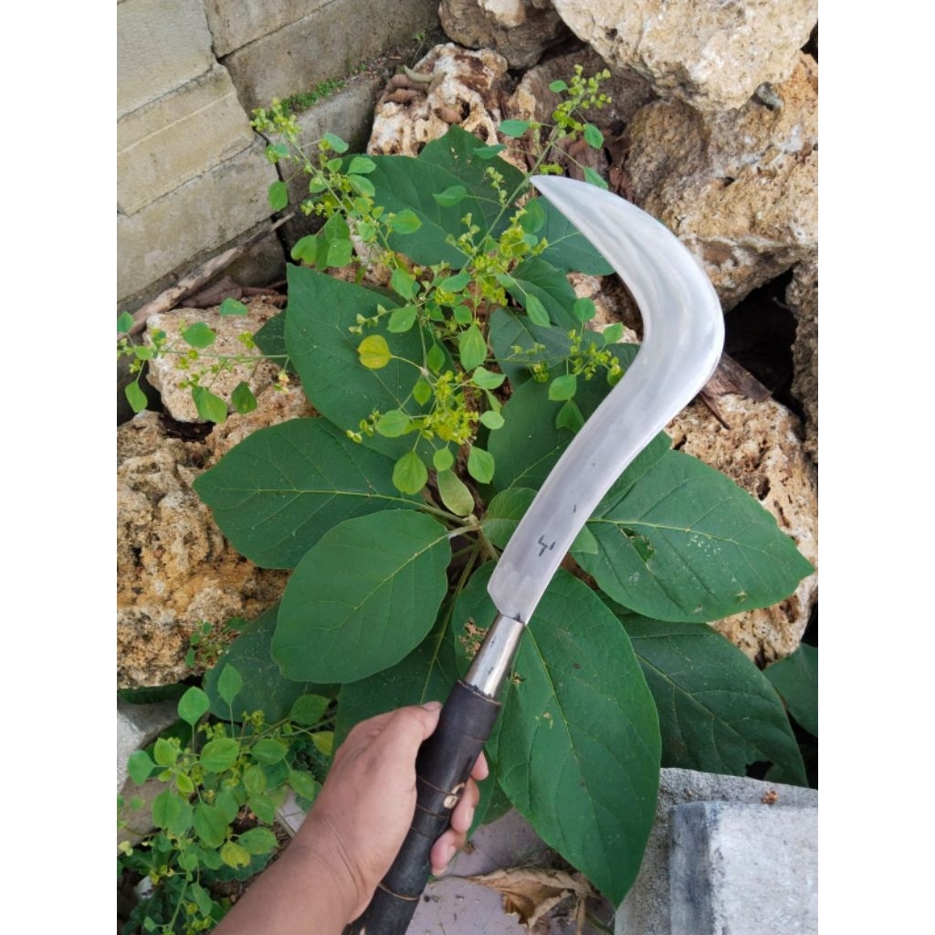 TERLARIS SABIT RUMPUT MADURA BAJA PIR MURAH