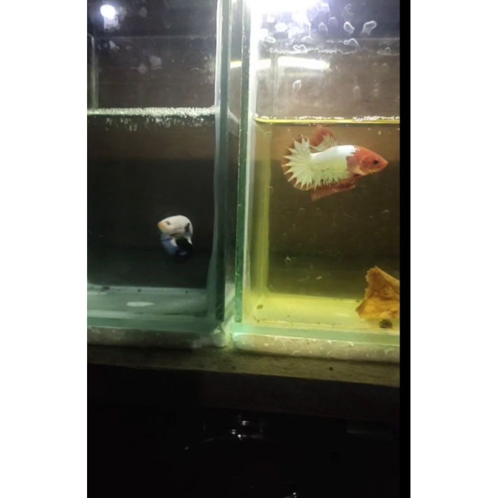 fccp line vietnam hiasan aquarium