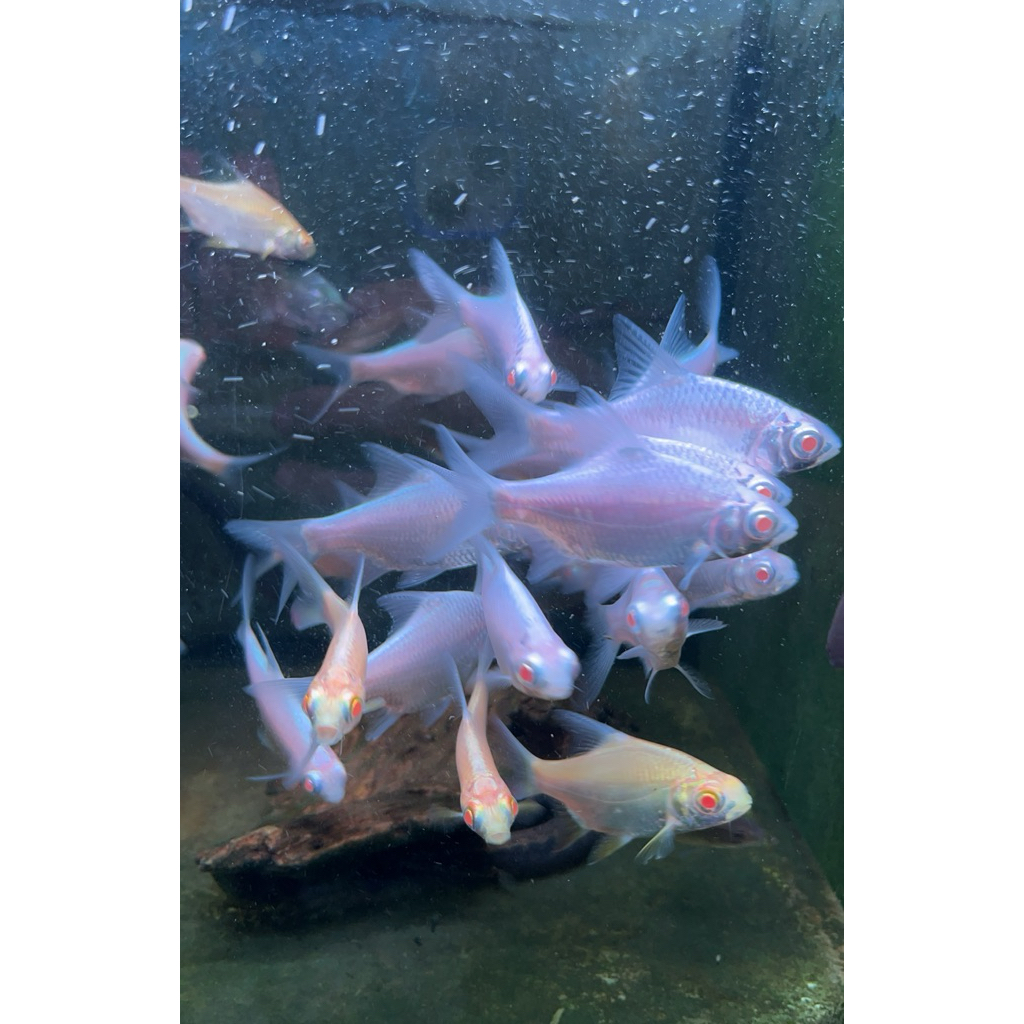 hiasan aquarium kaviat platinum sehat