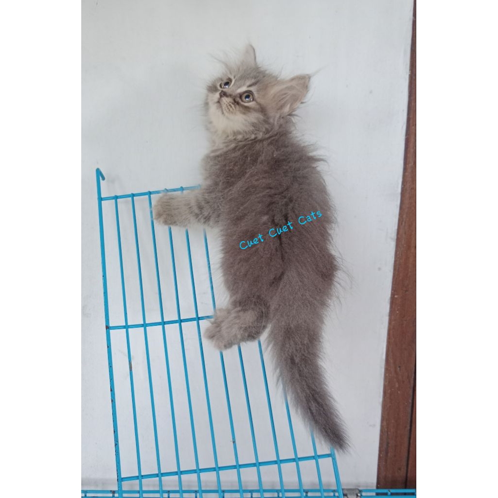[FREE ONGKIR & Keranjang] Kucing Kitten Persia Medium, Norwegian forest, Ragdoll, Himalaya