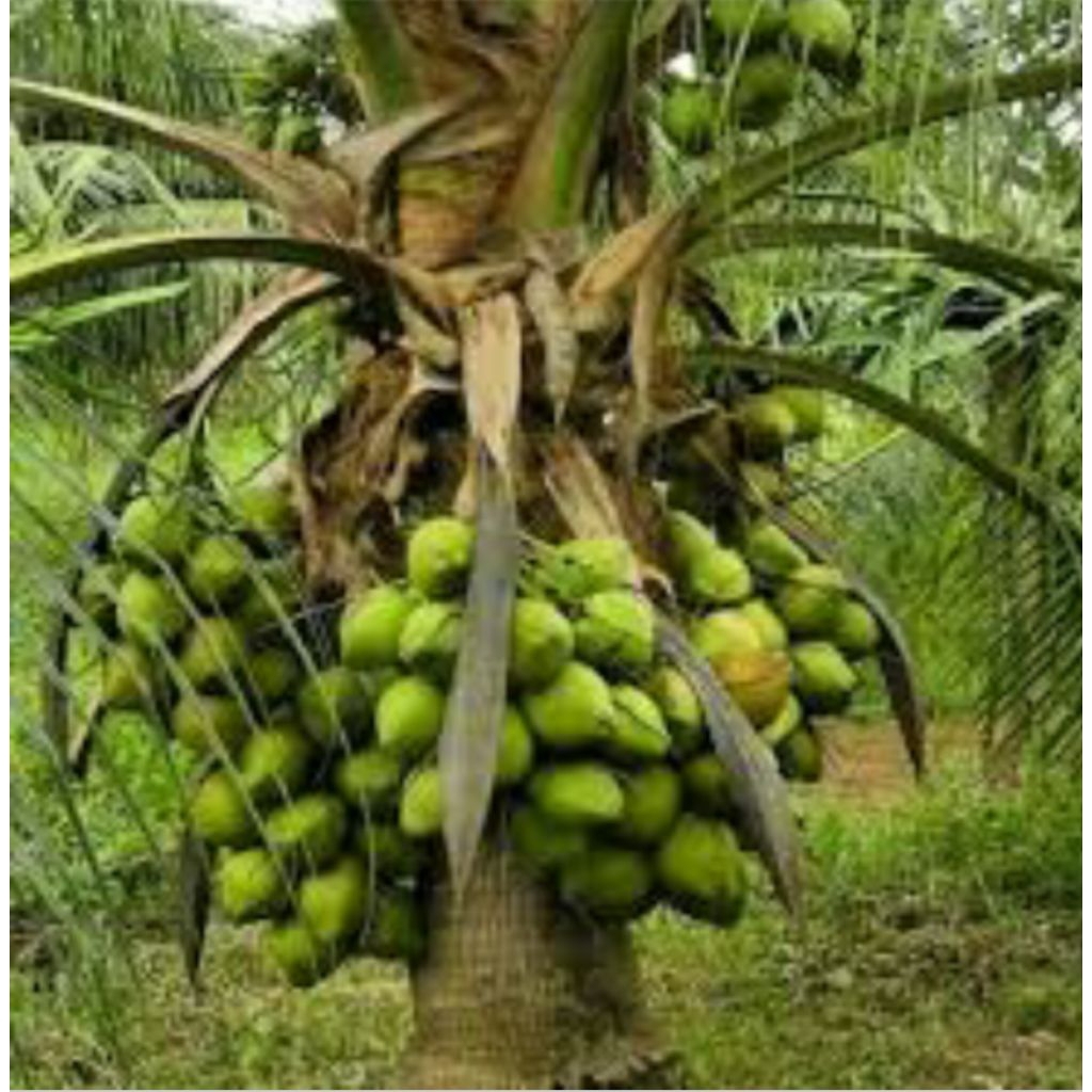 BIBIT KELAPA HIBRIDA ASLI GENJAH