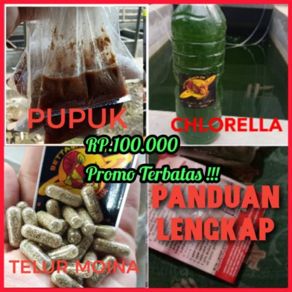 Paket Kultur Kutu Air moina Macrocopa { Sampai Berhasil }