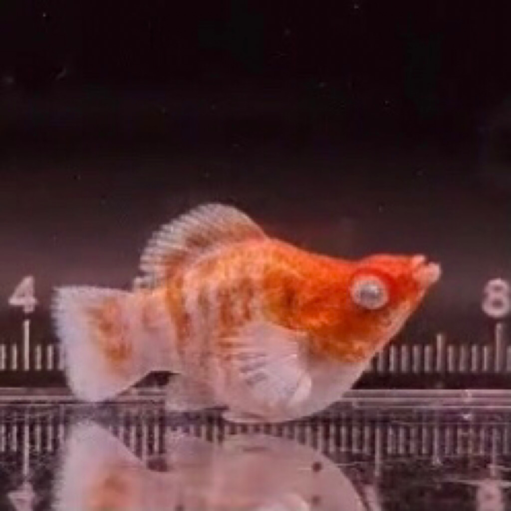 molly albino caramel zebra - hiasan Aquarium