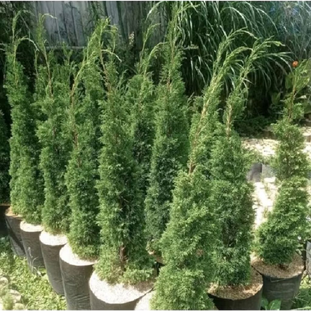 Tanaman Hias Cemara Lilin (Natal) Tinggi 50*60 Cm Rimbun Siap Tanam Pohon Cemara Natal
