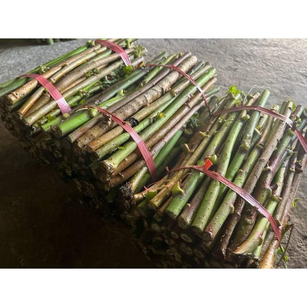 bibit  singkong papua 1kg