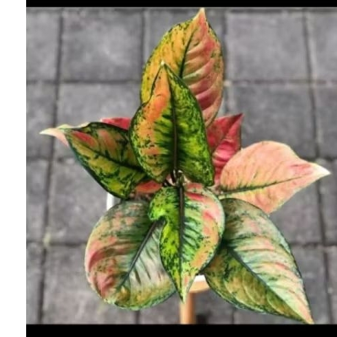 tanaman hias aglonema heng heng rimbun siap tanam