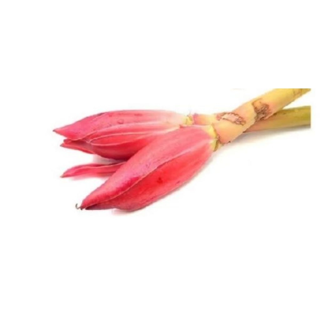 KECOMBRANG 1Pcs  - Palembang