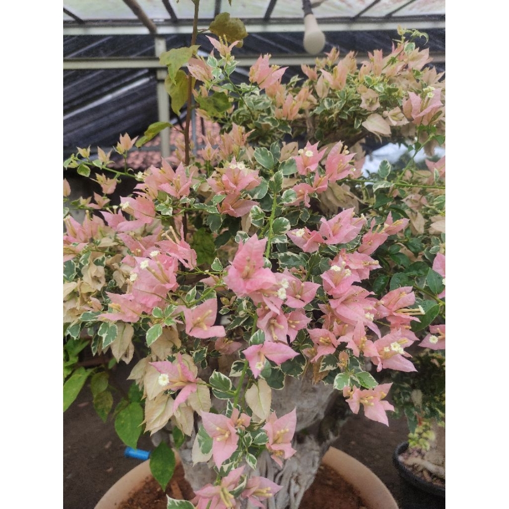Bibit Bougenville Sakura Belacan