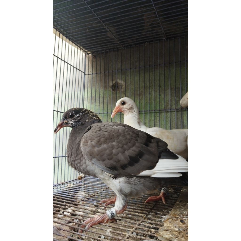 Piyik mandiri Merpati Pos.