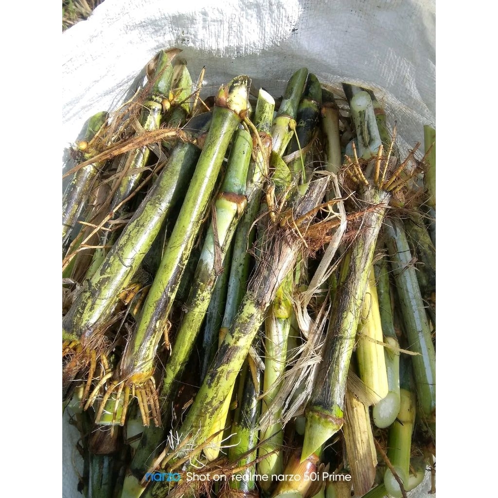 bibit rumput biovitas BB biogen tahan kemarau