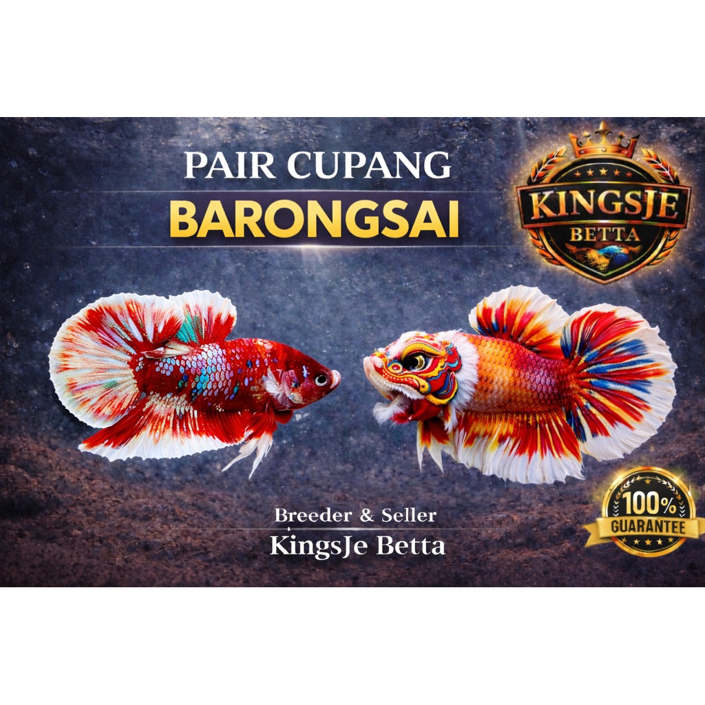 [Barongsai] Cupang Plakat Barongsai | TOP GRADE RANDOM