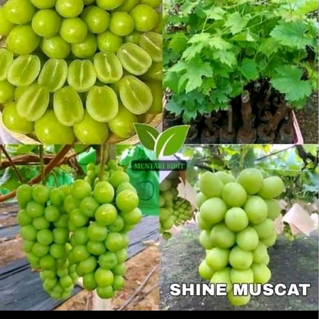 Bibit Tanaman Buah Anggur Import Muscat