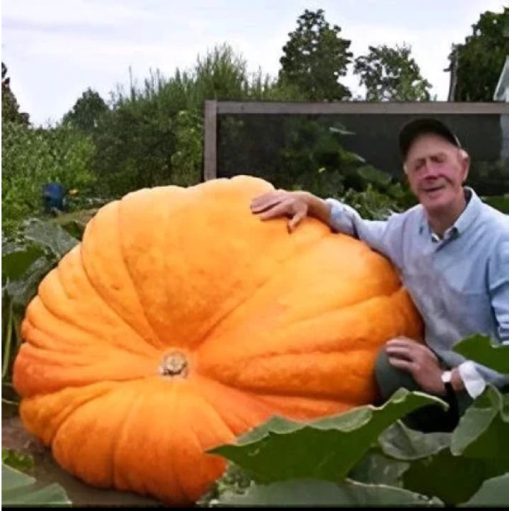 Biji benih labu raksasa atlantic Giant pumpkin