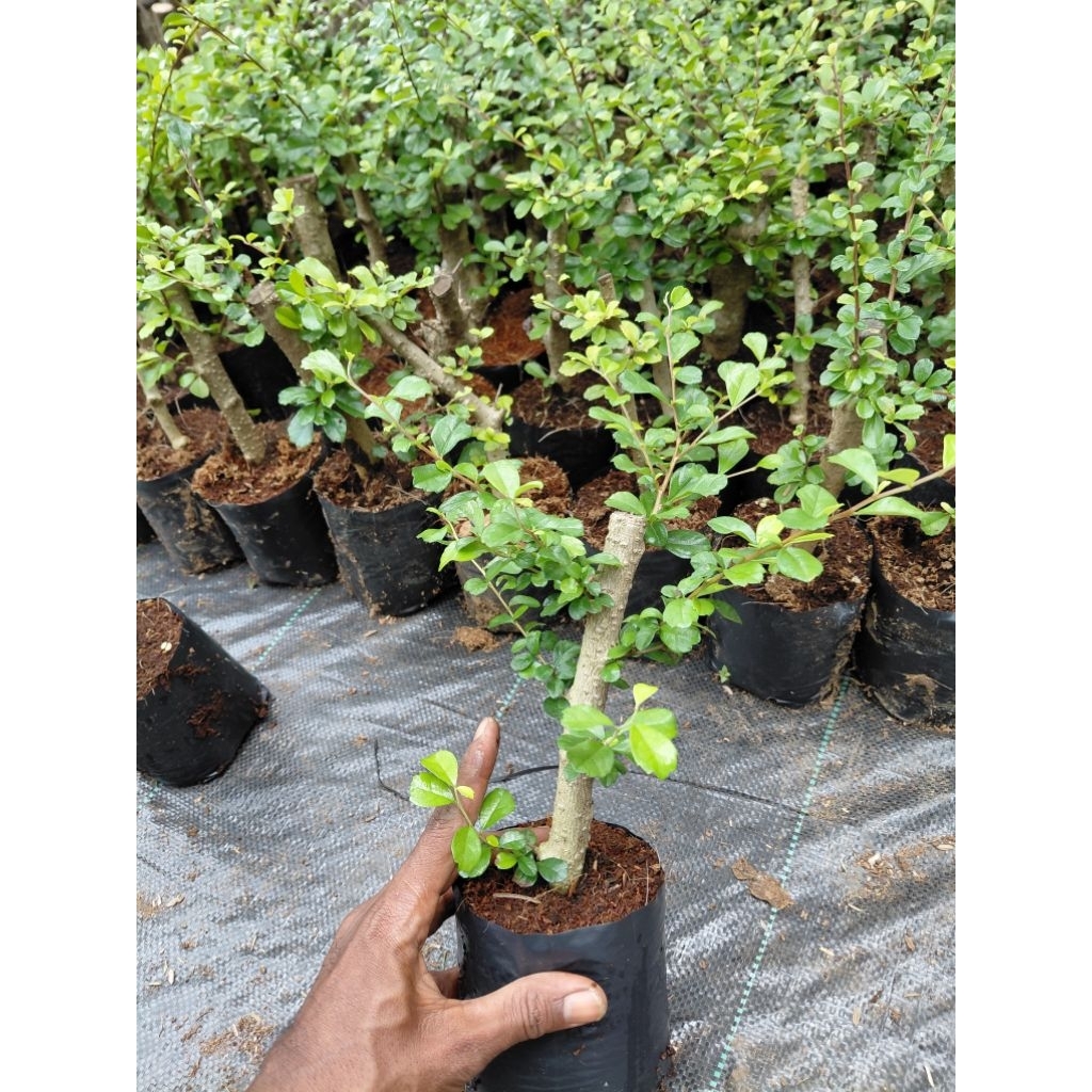 Bahan bonsai hokianti bunga, hokianti bunga stek batang murah meriah
