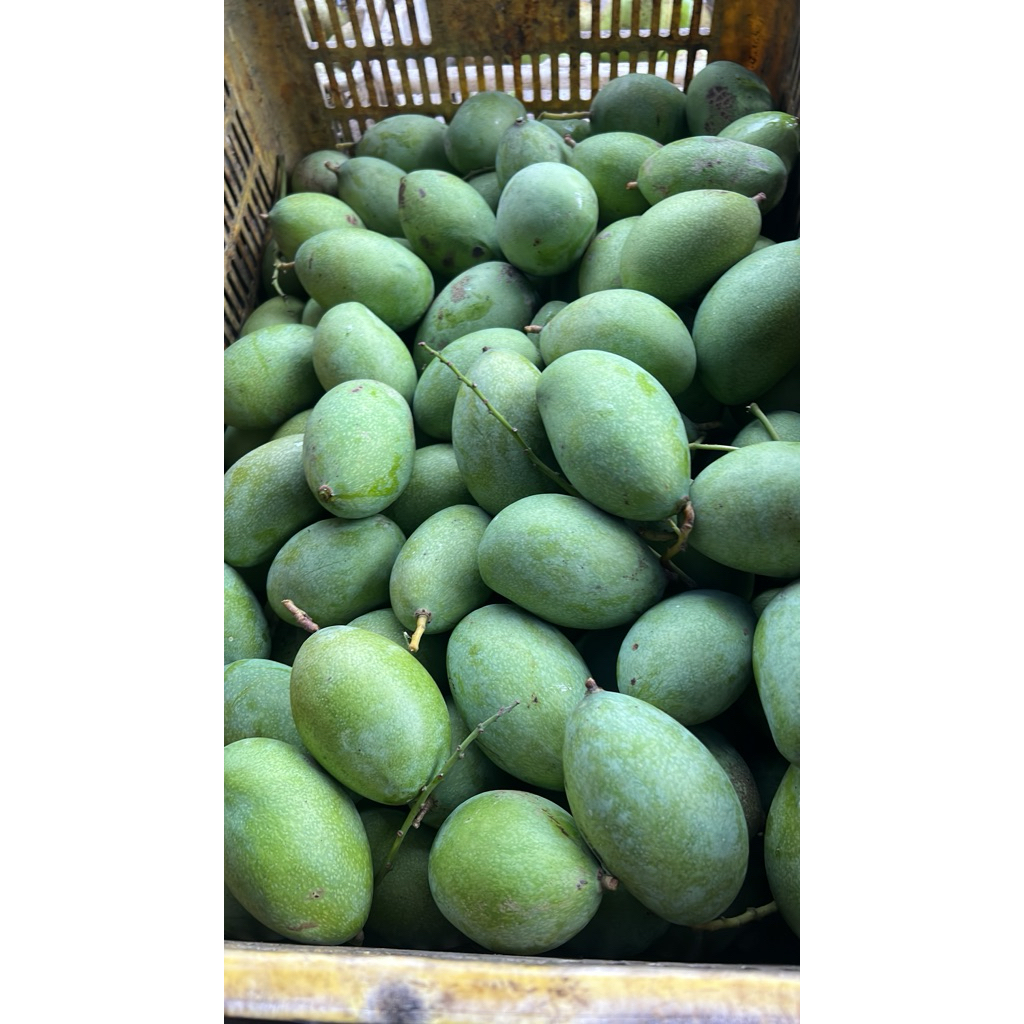 MANGGA MANALAGI MUDA