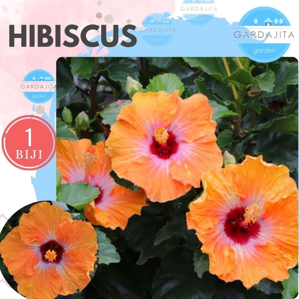 Benih HIBISCUS ORANGE Biji Bibit Bunga Kembang Sepatu