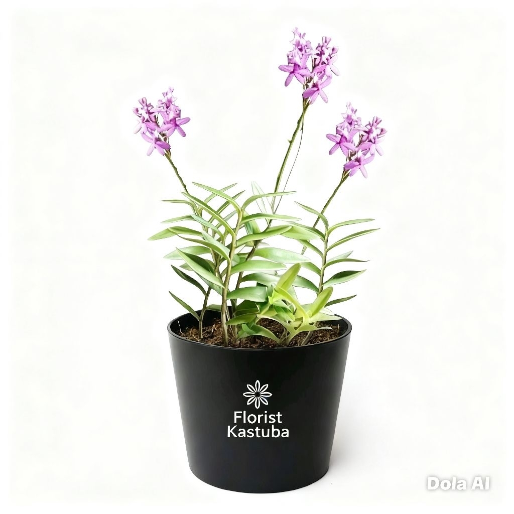 Anggrek Tanah Ungu Muda Cocok untuk Pemula Harga Terjangkau