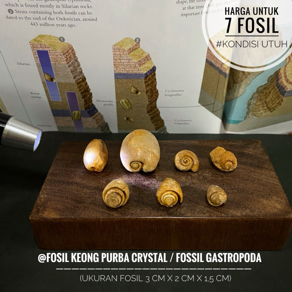 Fosil Keong Purba Crystal A39 atau Fosil Gastropoda atau Fosil Kerang atau Fossil Snail atau Fosil K