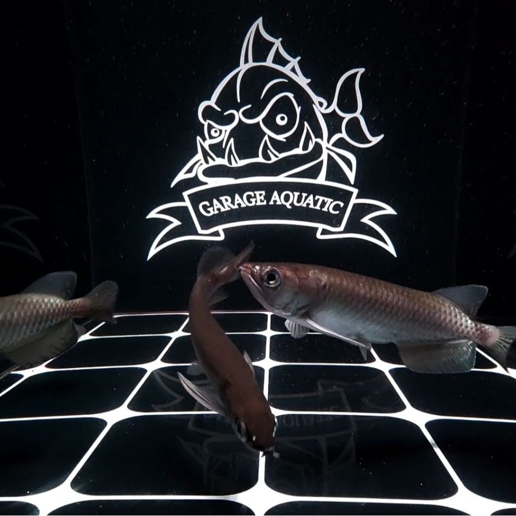 (INSTANT) AROWANA JARDINI IKAN HIAS PREDATOR AKUARIUM KOLAM