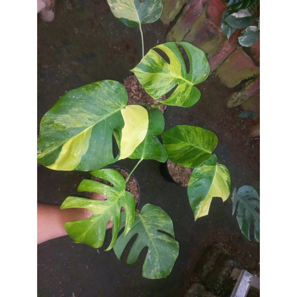 Tanaman Hias Monstera Marmorata Three Colour Marble/Monstera Variegata Kuning