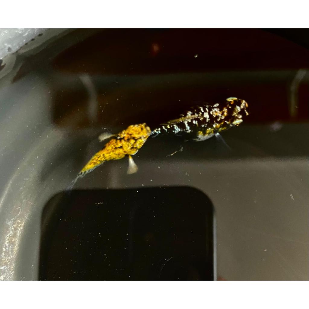 Ikan molly calico GRADE
