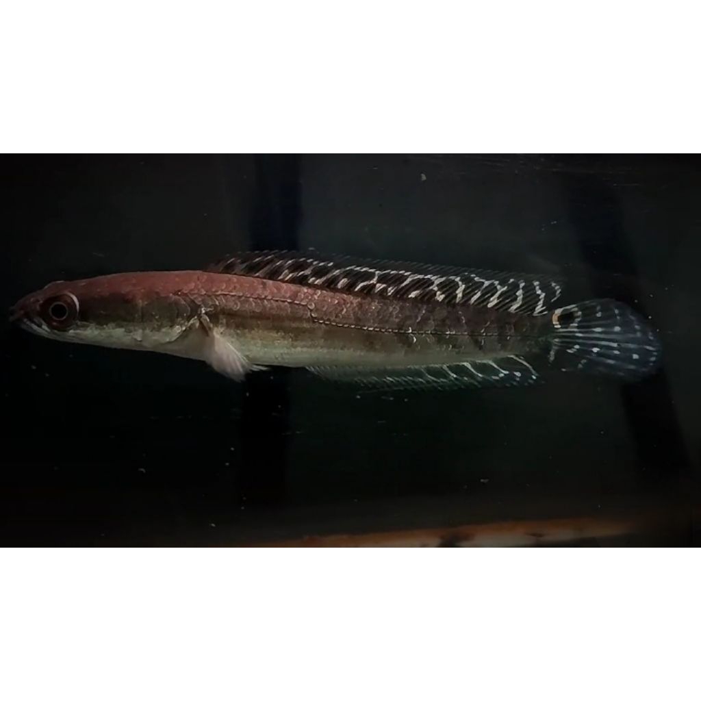 stiker yellow Sentarum bahan batik