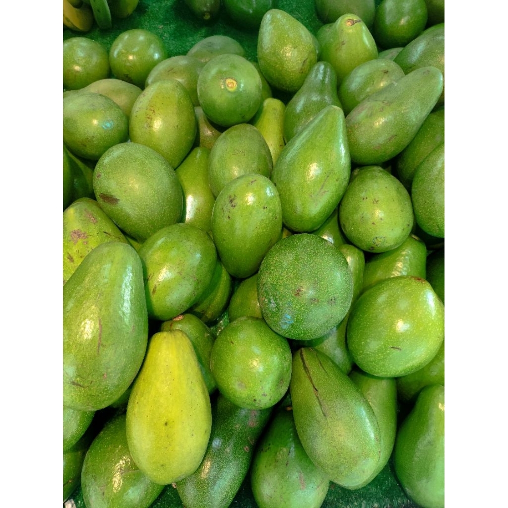 alpukat mentega super alpukat mentega jumbo 1kg