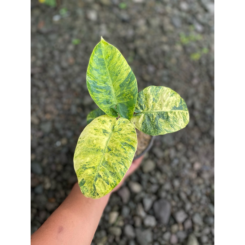 Tanaman hias murah - Homalomena Sp. Varigata Kuning