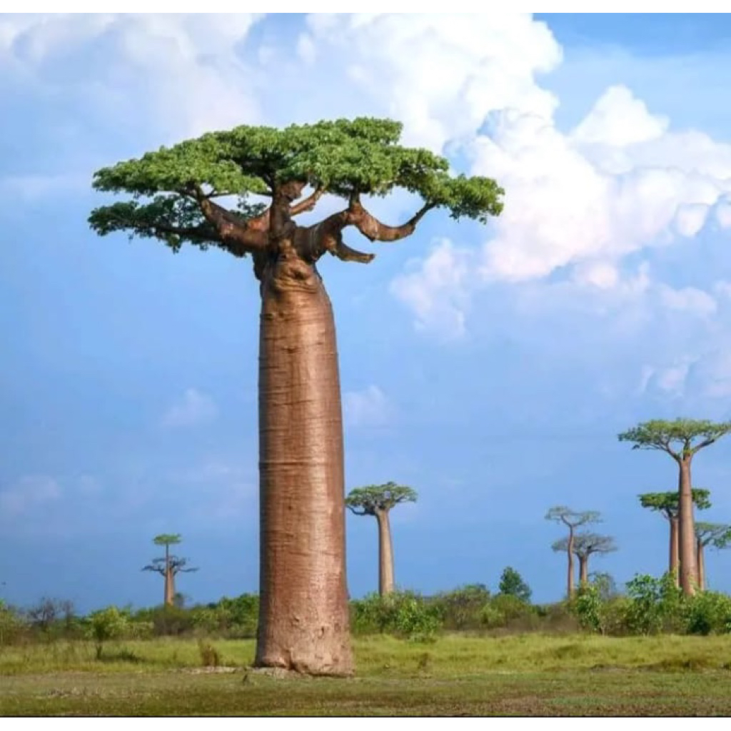 Biji benih pohon Baobab