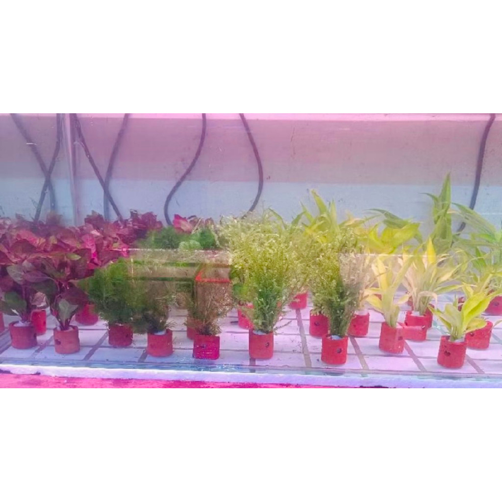 PAKET (10 PCS) tanaman hidup hias aquarium