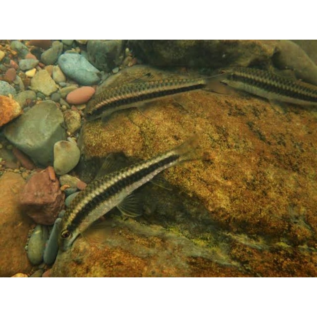 Paracrossochilus vittatus, Borneo alga Eater ikan pemakan alga dan sisa pakan berlebihan