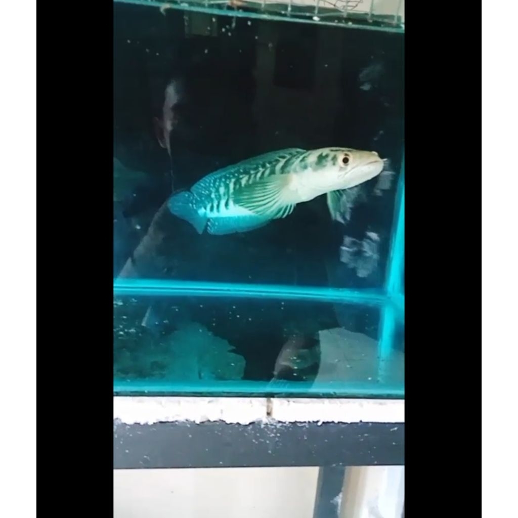 channa yellow sentarum orange size -/+30cm galak ++ cabung + bar cakep