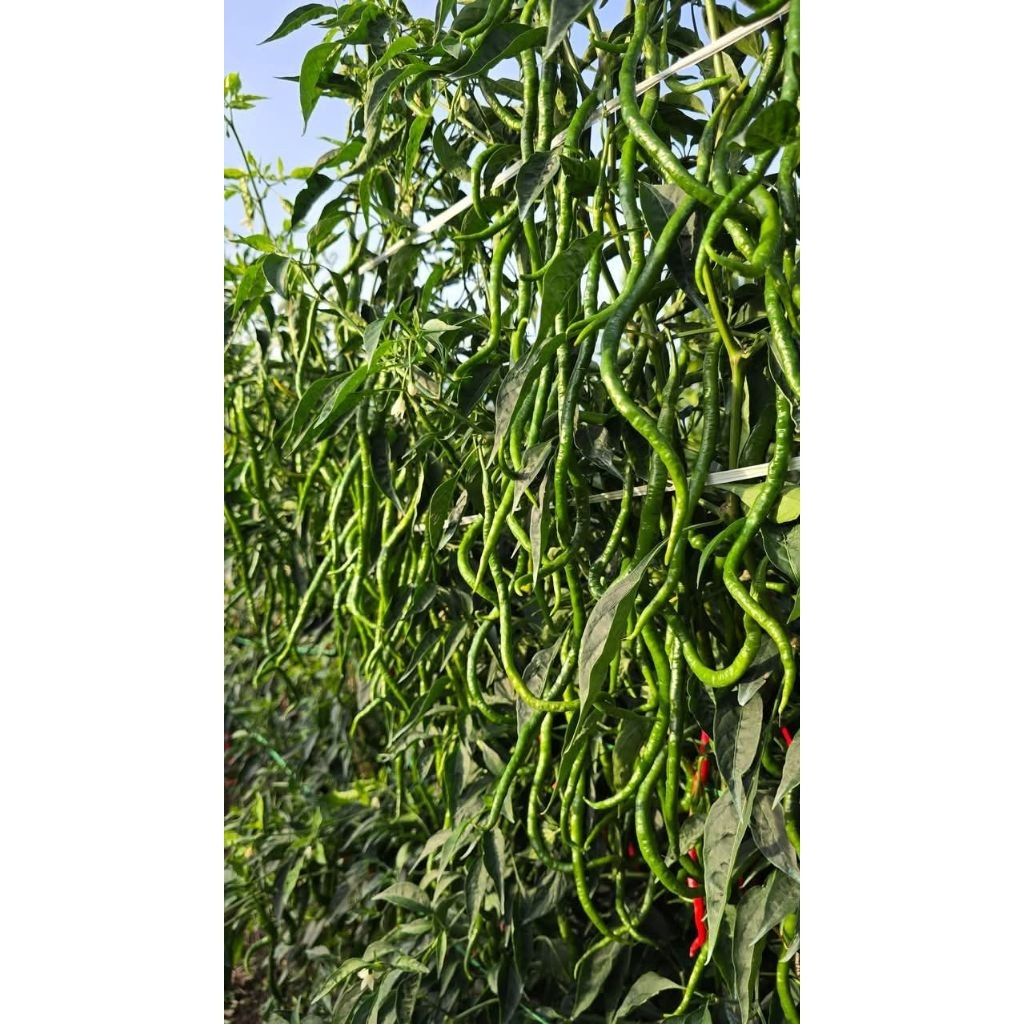Bibit Cabe Lokal Siboras(Restoran Tanaman) 10gram