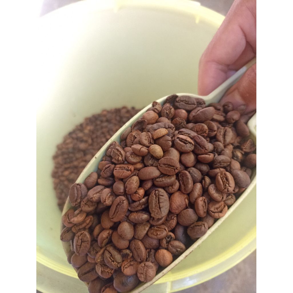 biji kopi sangrai Lampung