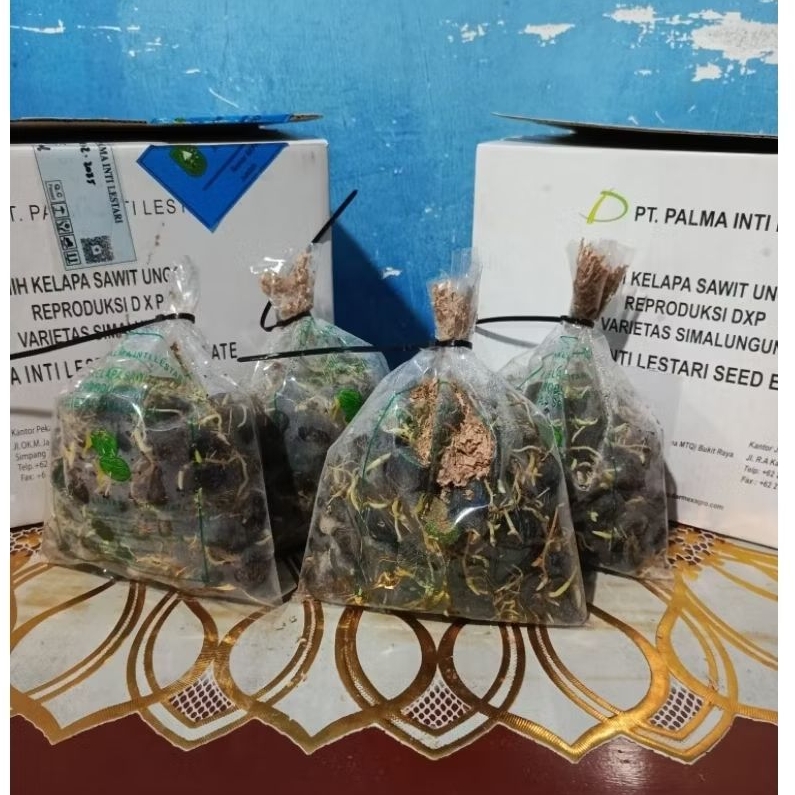 Benih Kecambah Sawit Pt Palma Inti Lestari Unggul Bersertifikat