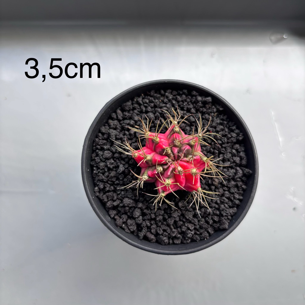 gymnocalycium mihanovichii varigata pink fanta