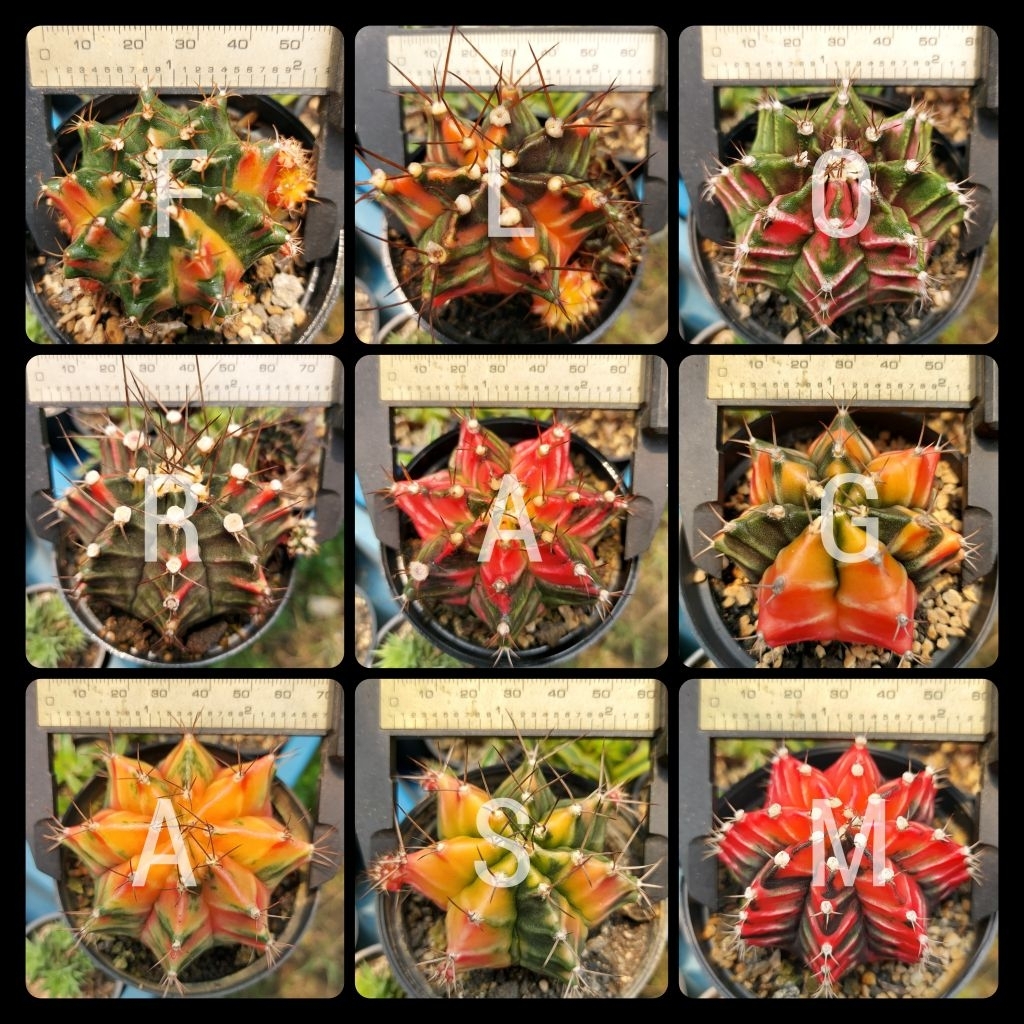 Gymnocalycium Pot 8cm Gymno Mihanovichii Miha Hybrid Variegata