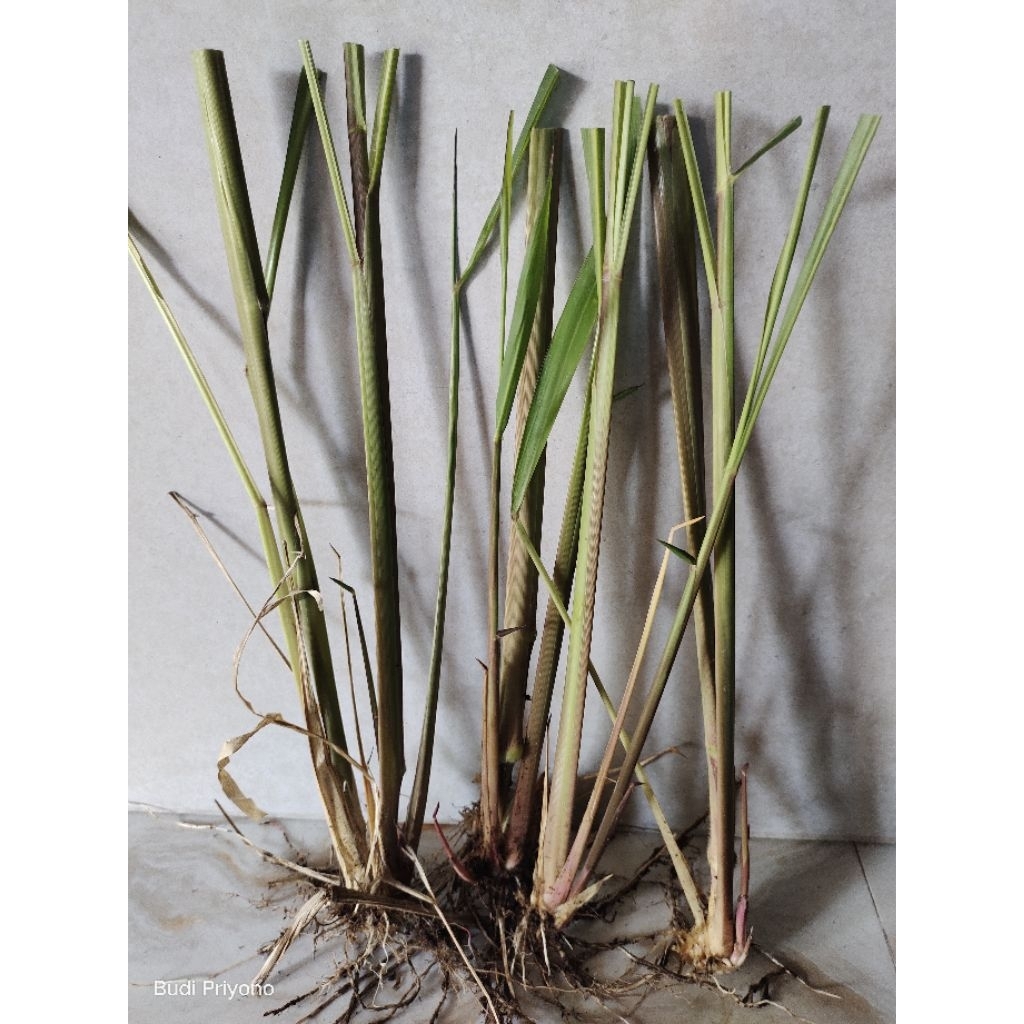 bibit rumput Mombaca pakan ternak