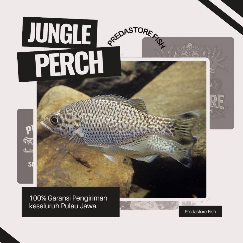 Jungle Perch Fish Good Collections - 100% Garansi Pengiriman